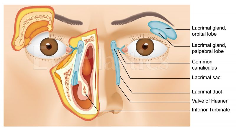 Lacrimal system anatomy diagram