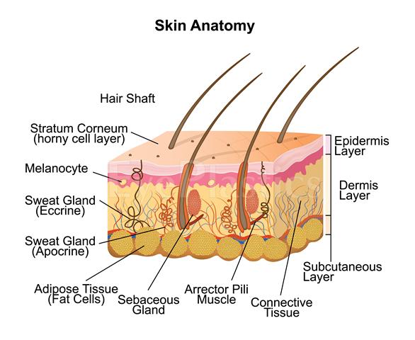 Skin anatomy — layers targeted by laser resurfacing